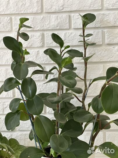 Домашние цветы бесплатно