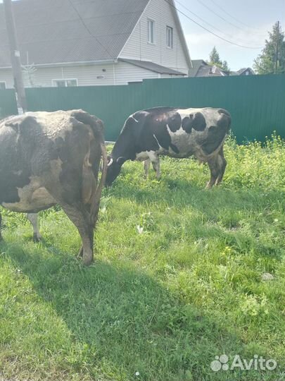 Корова дойная