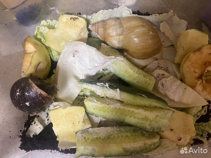 Улитки ахатины