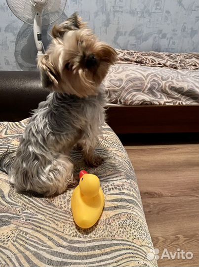 Кобель для вязки