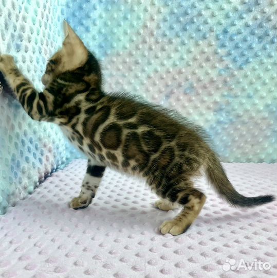 Бенгальские котята Бенгал Бенгальская