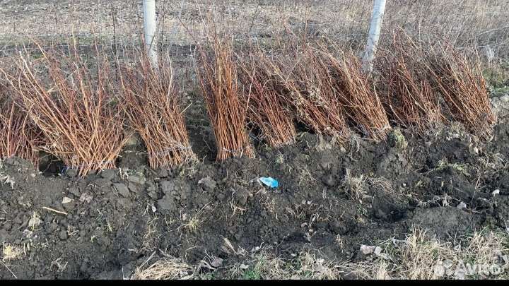 Рассада малины полка опт