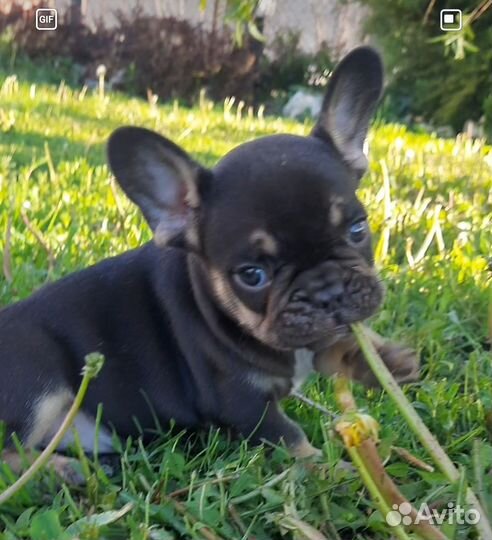 Французский бульдог