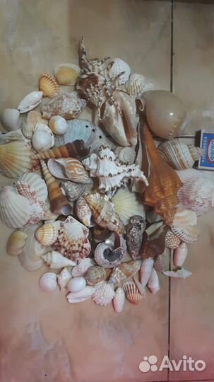 Ракушки океанические и морские. декор