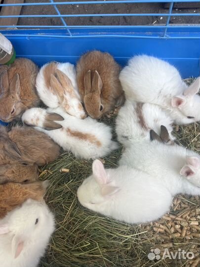 Продаются карликовые кролики,различных пород и окр