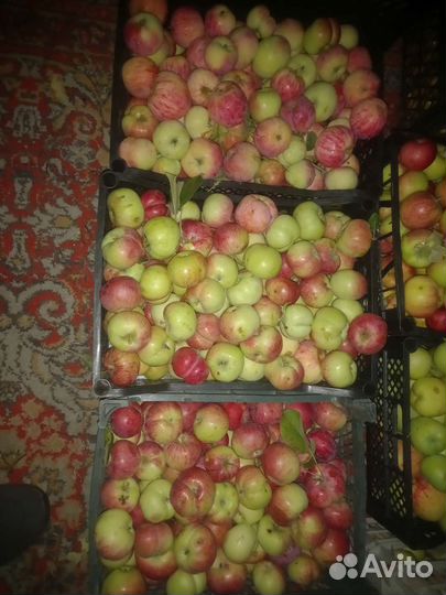 Яблоки -слива -груши