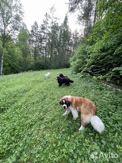Специалист по поведению для собак-компаньонов
