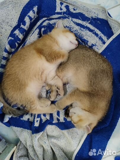 Кошка 2 года
