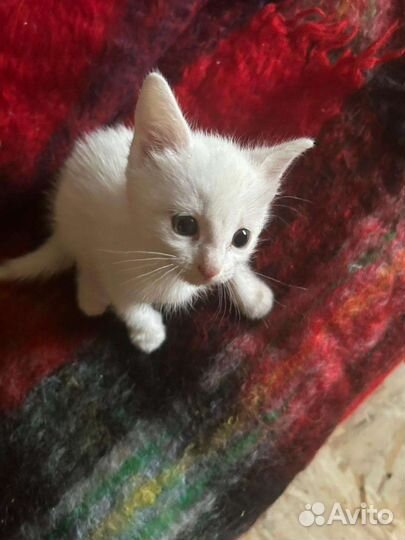 Котенок мальчик