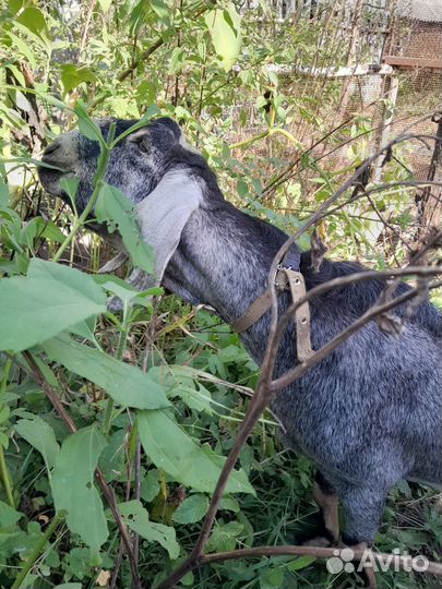 Англо нубийский козел чистопородный,годовалый