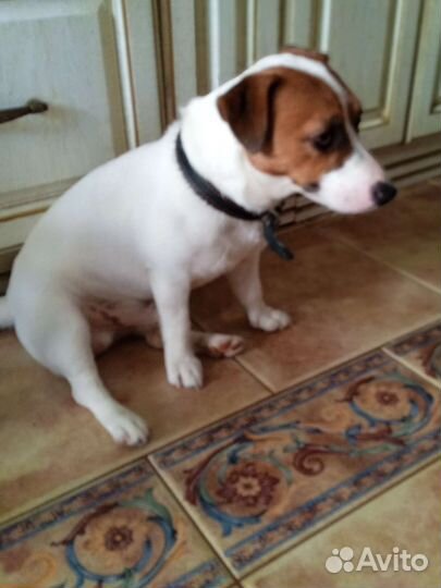 Джек Рассел терьер