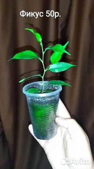 Комнатные цветы