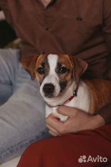 Вязка джек Рассел терьер