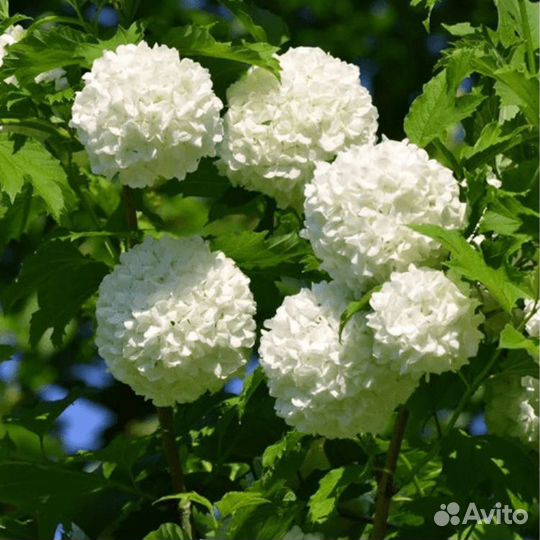 Калина бульданеж