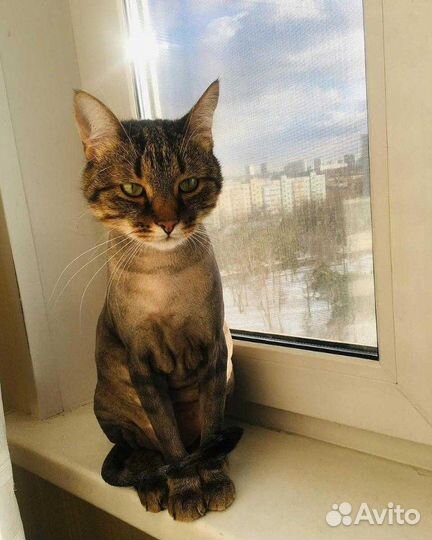 Стрижка котов и кошек Некрасовка, Люберцы, Москва