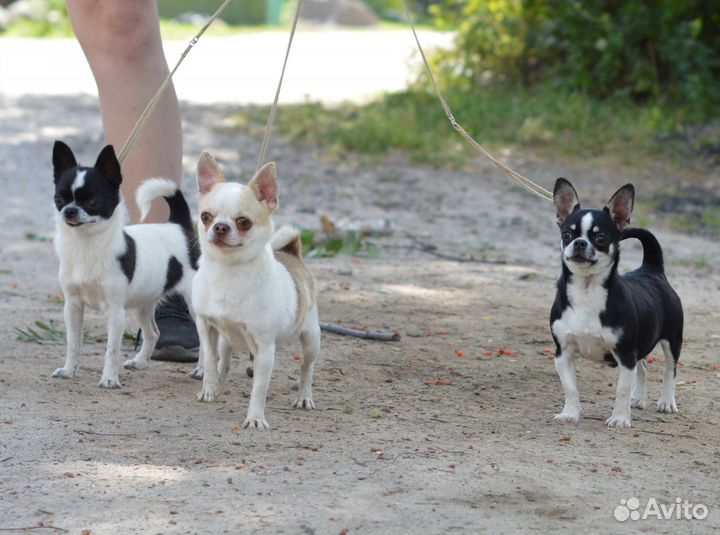 Подрощенная сука чихуахуа