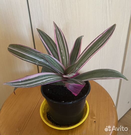 Пальма Юкка и рео