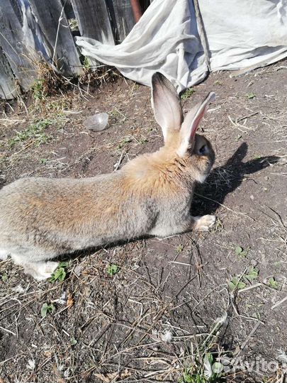 Кролики мясных пород