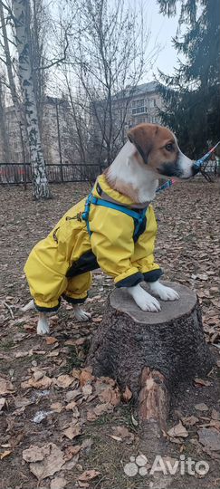 Зимняя куртка для собак