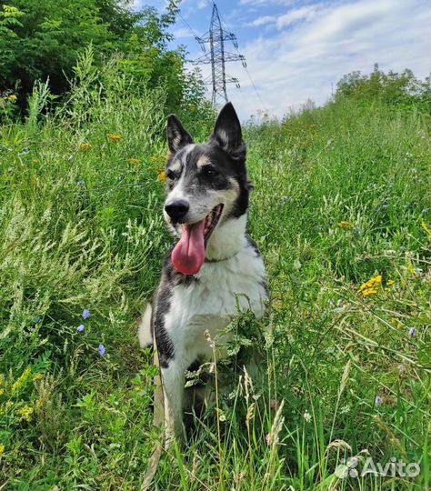 Чак грустит в приюте