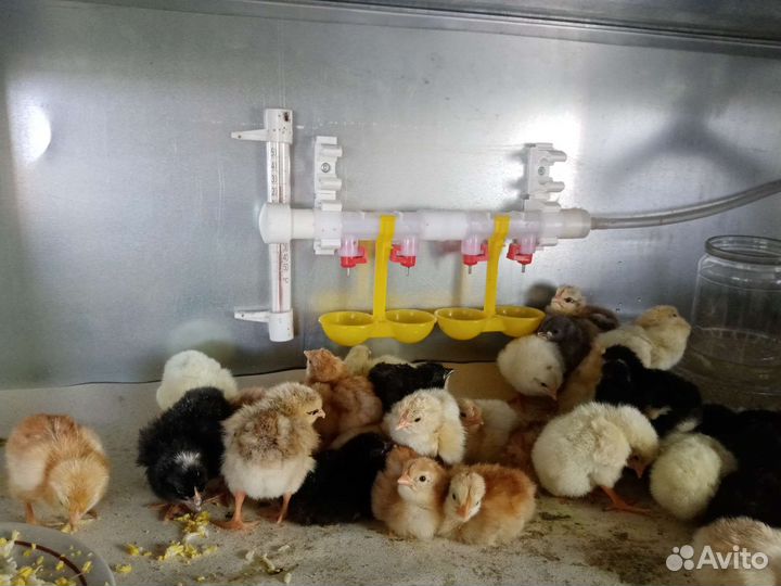 Цыплята от домашних несушек