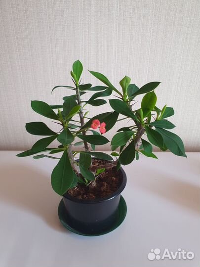 Молочай Миля