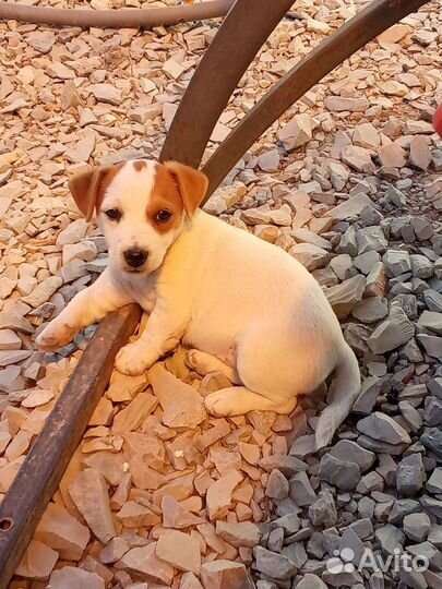 Щенки Джек Рассел девочка