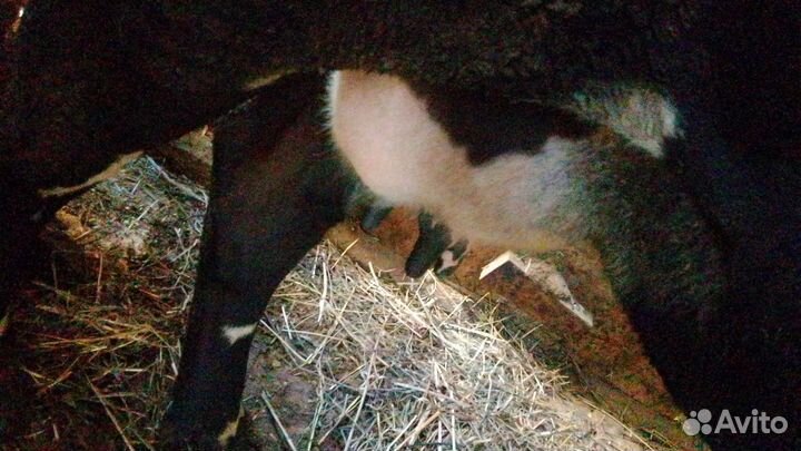 Корова молочная