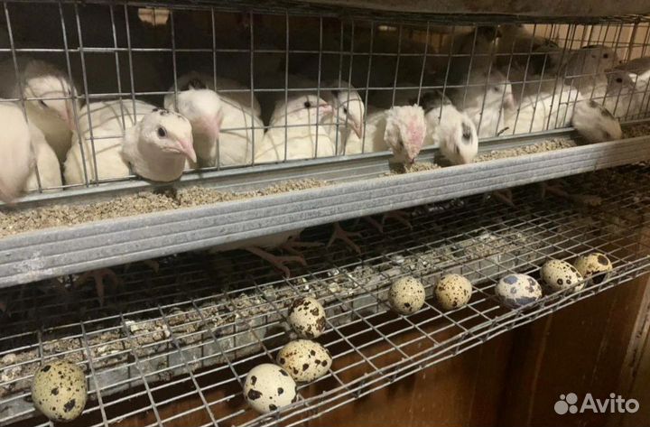 Инкубационное яйцо перепелов