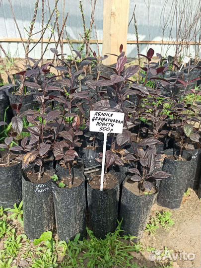 Яблони декоративные Роялти и Малиновка