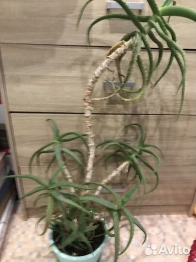 Алоэ лечебный 3х летний