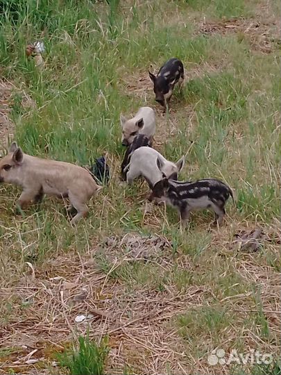 Поросята 2.5м