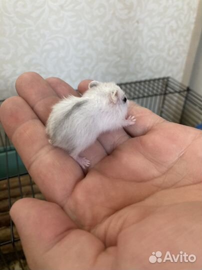 Джунгарский хомяк