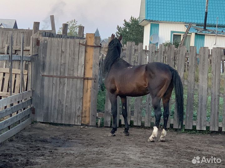 Продам Жеребца