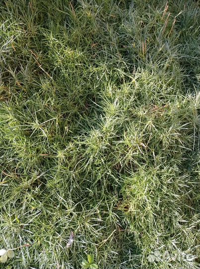 Гвоздика многолетняя