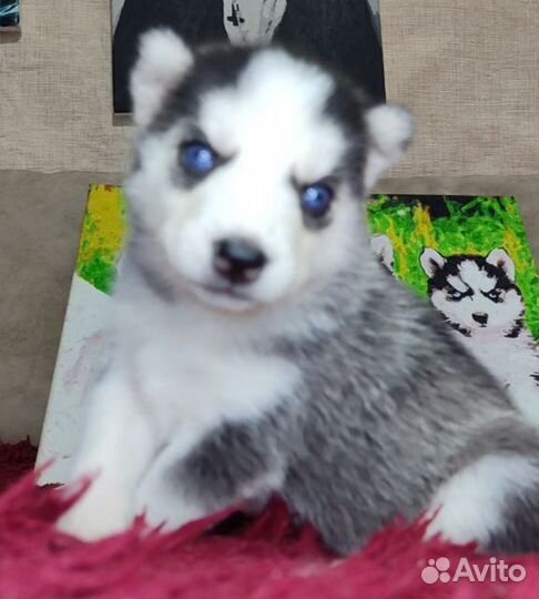 Сибирский хаски