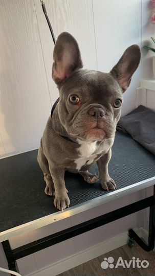 Груминг собак и кошек, УЗ чистка