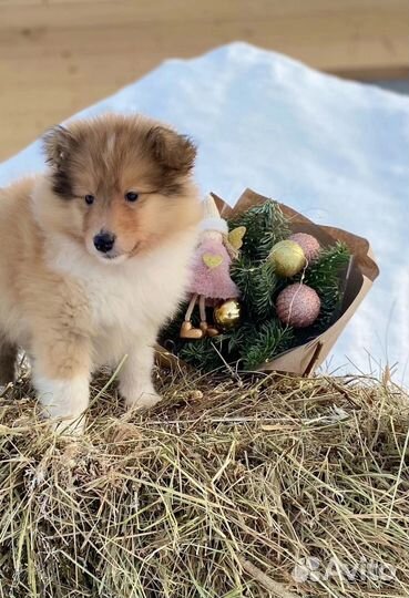 Щенки колли