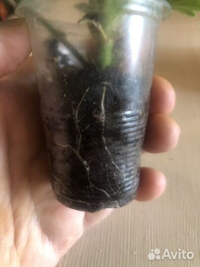 Пеларгония