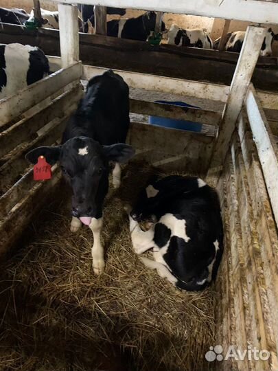 Телята, бычки на откорм 1-3 мес