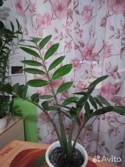 Замиокулькас