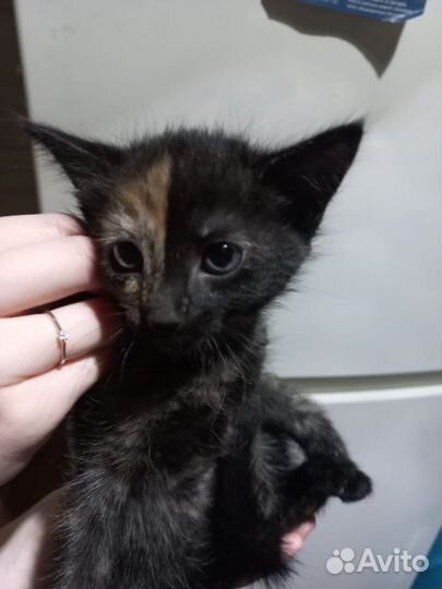 Котята отдам бесплатно