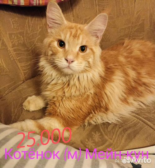 Мейн-кун котик подросток очень крупный