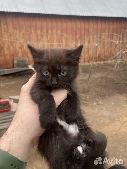 Отдам котят в хорошие руки