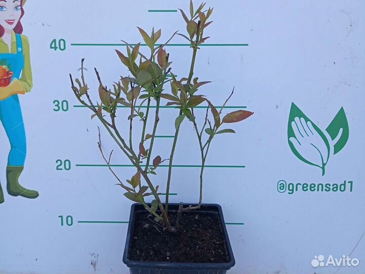 Саженцы Голубики