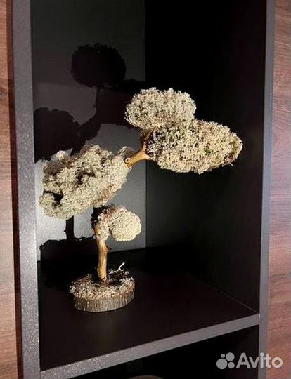 Дерево Цетарария