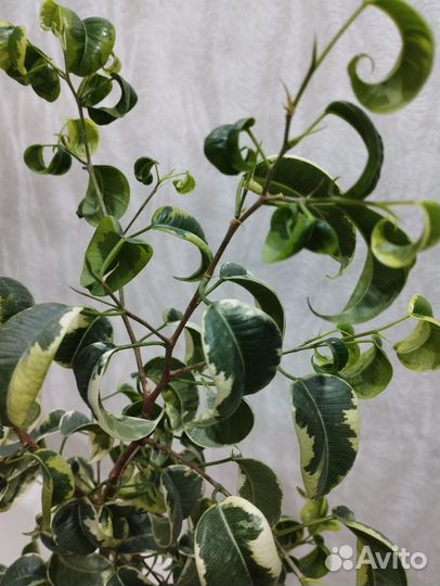 Фикус Бенджамина Твилайт 105 см