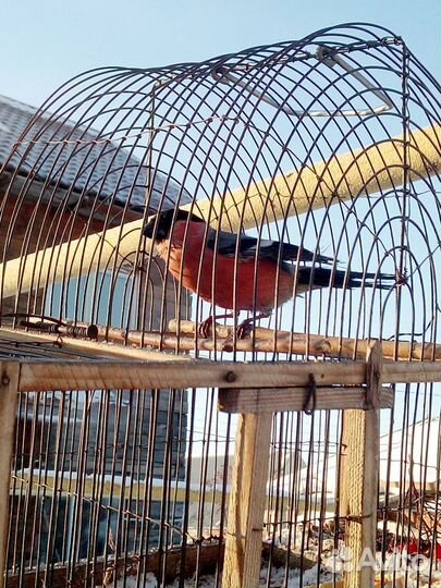 Лесные птицы