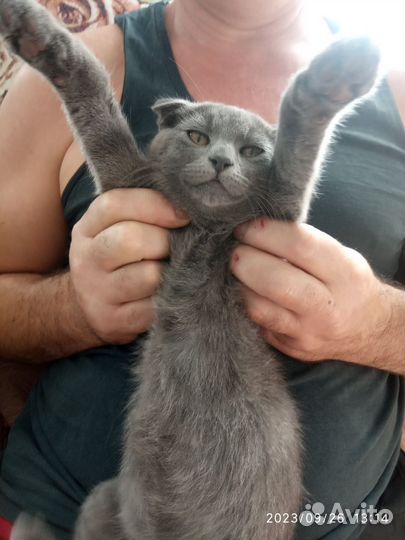 Отдаем котика