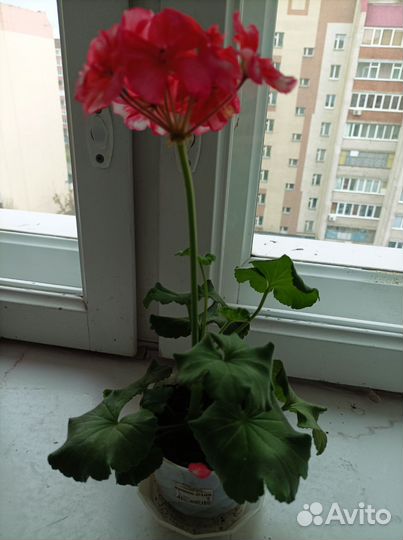 Пеларгония герань